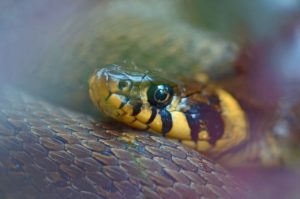 Ophidiophobia: One of Humanity's Strongest Fears 